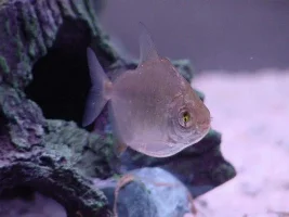 Secret affair between a bristlenose and a khuli