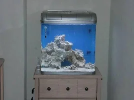 Reesy's 20 Gallon Reef Adventure