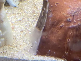 Is this fungus