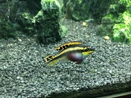 Kribs breeding ?