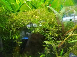 Plant ID please