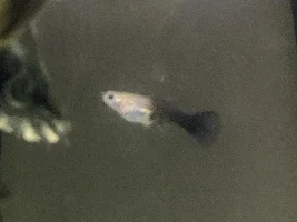 Pregnant Guppy ?