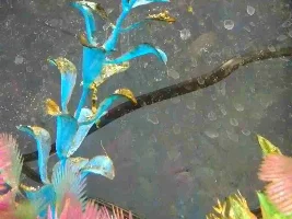 Hi, new here. Looking for answers to a strange thing in my new tropical aquarium.