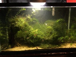 29g tank - not that happy...