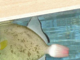 Sick Fish