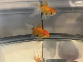 Black lines/streak on goldfish going on 3 weeks