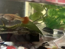 Guppy breed