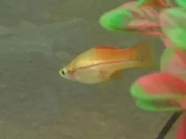 Two Swordtail Pregnancies