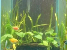 First Attempt At Aquascaping
