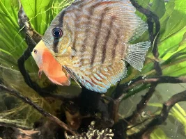 Discus help