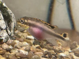 Female or Young male Kribensis?