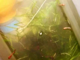 Share your bettas