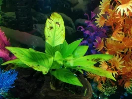 Rubberlip plecos keep dying :’(