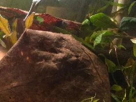 a new 10 gallon for enigmatochromis lucanusi