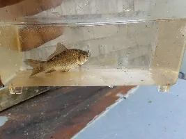 Outdoor Goldfish