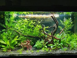 68L HighTech Style Planted