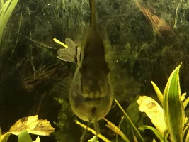 Angelfish tumour Is it going to die