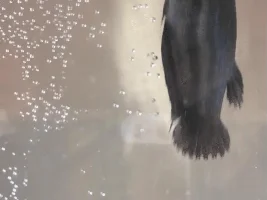 Wild type betta? Help!