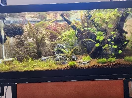 The 20g Long Progress
