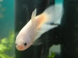My fishies