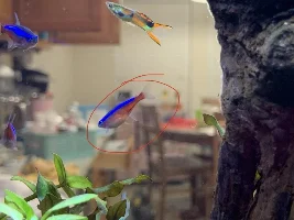 Cardinal Tetra pregnant?