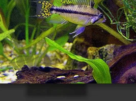 Taking Great Fish Photos (How To)
