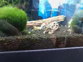 12L Micro Tank