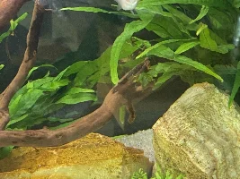 Sudden Growth or lump on balloon molly!? Help!!