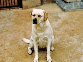 Here is my Dog!!