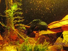 My (very) low-cost 7.92 gallons tank