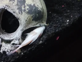 Platinum polar parrot fish swim bladder?