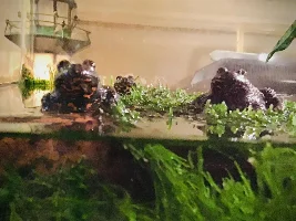 Firebelly toads and current?