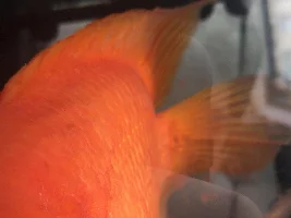Lateral Line Disease/Anchorworms ??