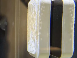 Angelfish Spawning