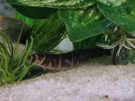 Starting a Kuhli Loach tank?
