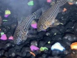 Opinion on what fish to add