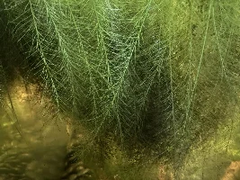 The mechanical filtration of plants