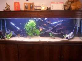 New Fishies(and Old)