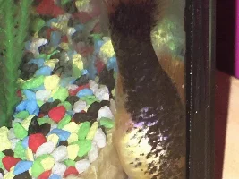 Is my fish pregnant or bloated I’m not sure