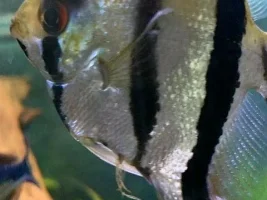 Worms???