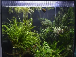 60L Paludarium