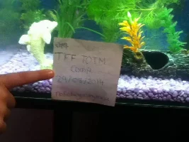 September 2014 - Tank Of The Month Comp Entries