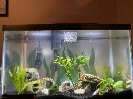 African Dwarf Frog floating at top of tank??