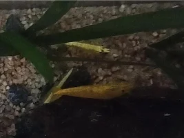 54 litre freshwater aquarium diary