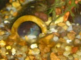 Lucky's fish