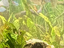 Apisto’s meeting the neighbors