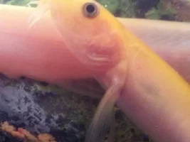 Gold Dojo Loaches. Boys Or Girl?
