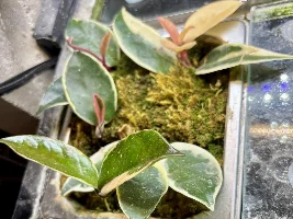 hoya hoya hoya