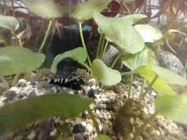 Rimless C. Miniopinna Betta Tank