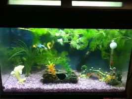 December 2014 - Tank Of The Month Competition Entries